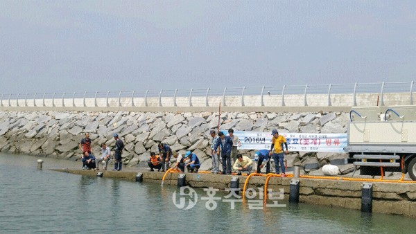 【서부】 어민들의 소득 증대를 위해 충청남도수산연구소가 주관하고 홍성군이 협조한 2016년 수산종묘(꽃게) 방류 행사가 지난 11일 서부면 신리항 일원에서 개최됐다.