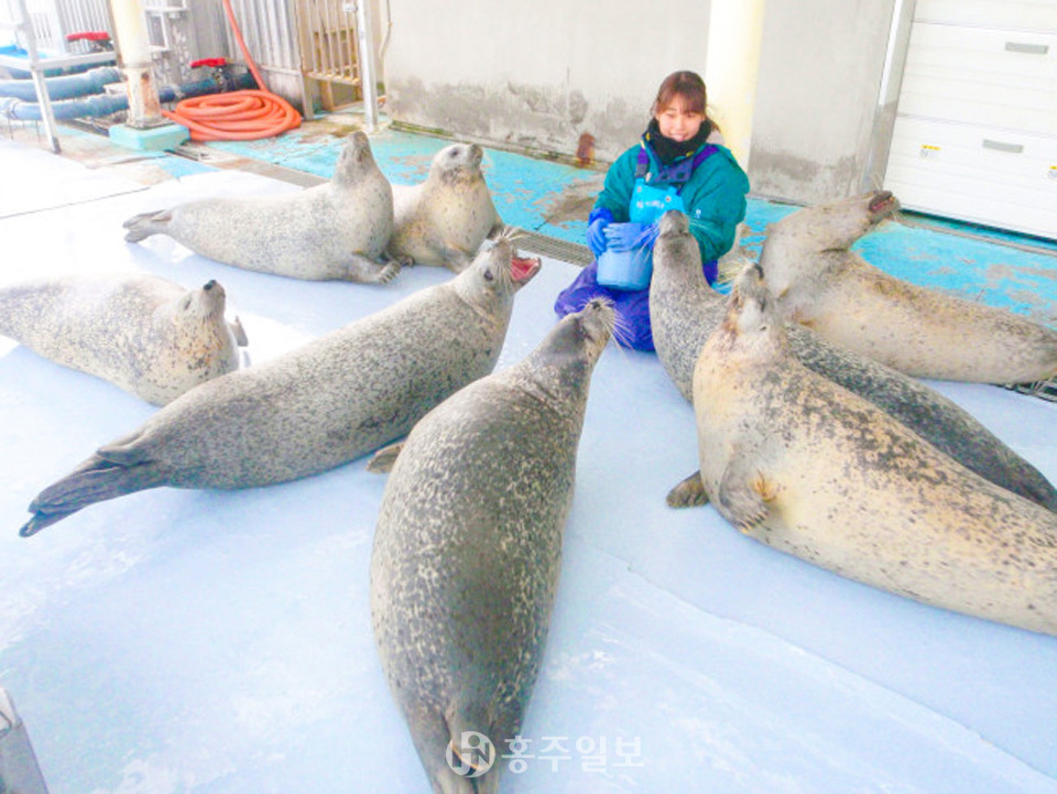 톳카리센터는 오호츠크해 연안에 모습을 보여주는 물개들을 보호, 사육하는 일본에서 유일한 시설이다. ＜사진 출처=홋카이도 몬베츠시 오호츠크 가린코 타워 주식회사 누리집＞