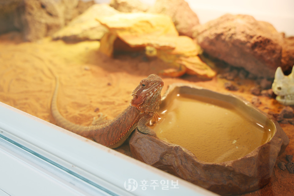 비어디드래곤.