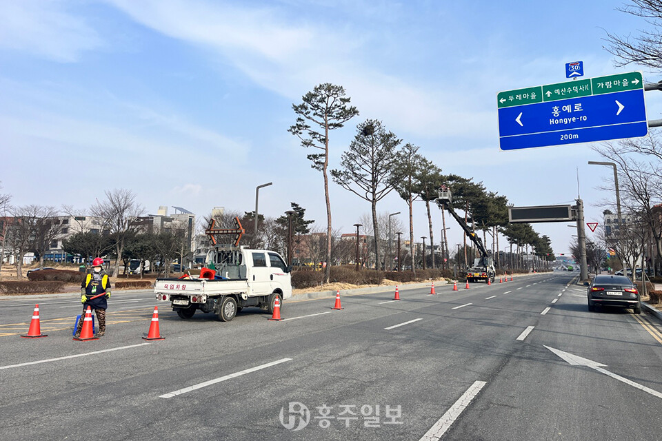내포신도시 충남대로 중앙분리대에서 차량 안전 확보와 가로경관 개선을 위해 소나무 전정 작업을 진행하는 모습.