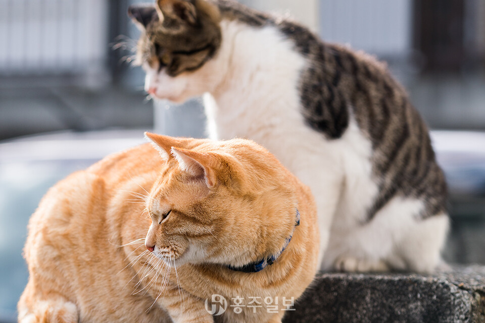 골목을 서성이고 있는 길고양이. 홍주일보 DB
